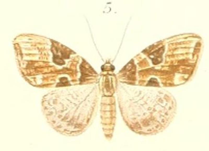 05-Cidaria sagittatoides=Ecliptopera sagittatoides (Pagenstecher 1900)