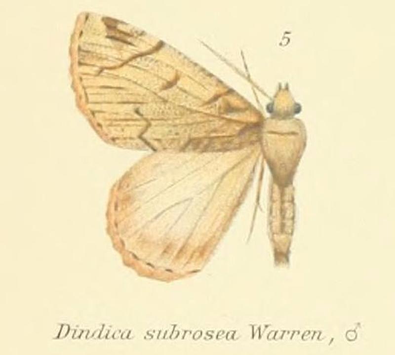 05-Dindica subrosea (Warren, 1893)