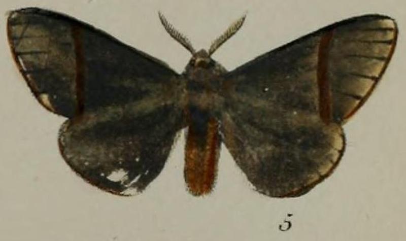 05-Epanaphe moloneyi (Druce, 1887)