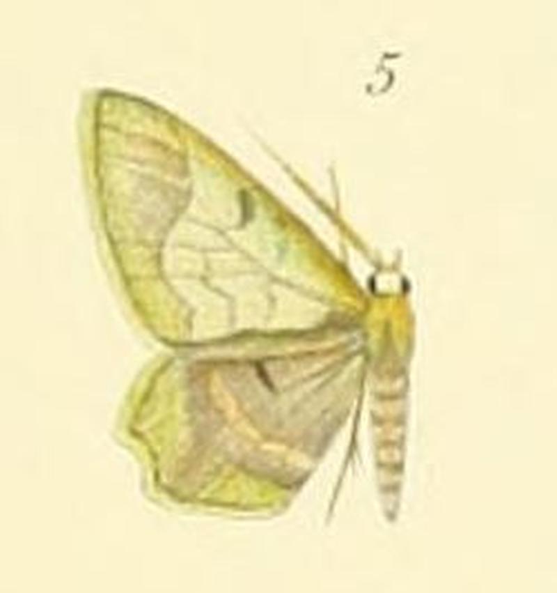 05-Hydata projiciens (Prout 1910)