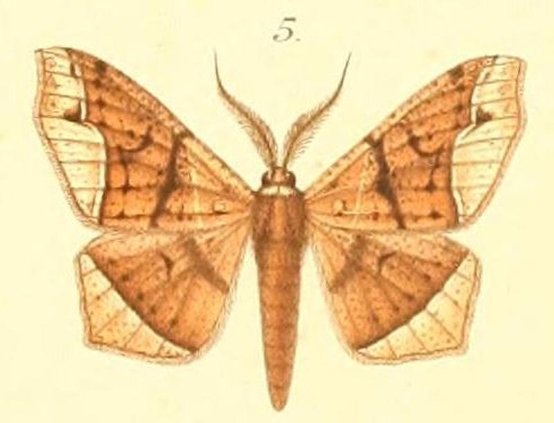 05-Miantochora gumppenbergi (Möschler, 1887)