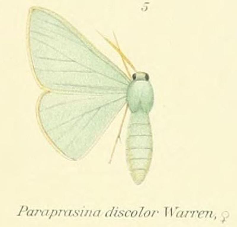 05-Paraprasina discolor Warren, 1897