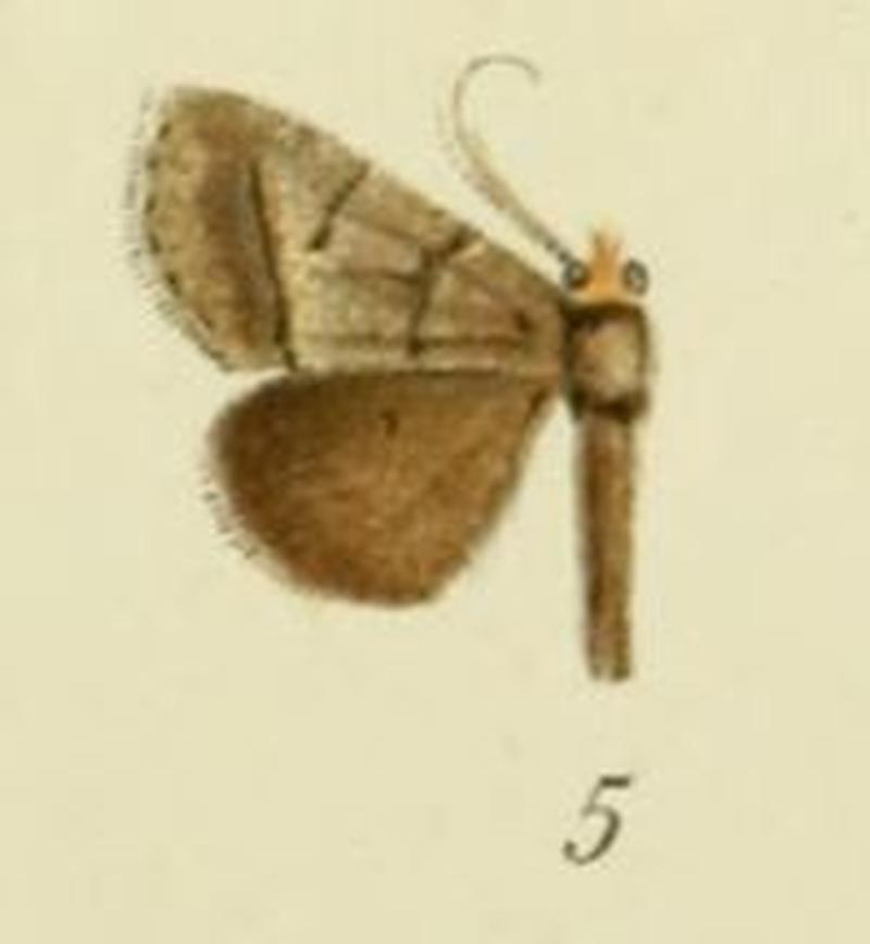 05-Plecoptera divergens Strand, 1915