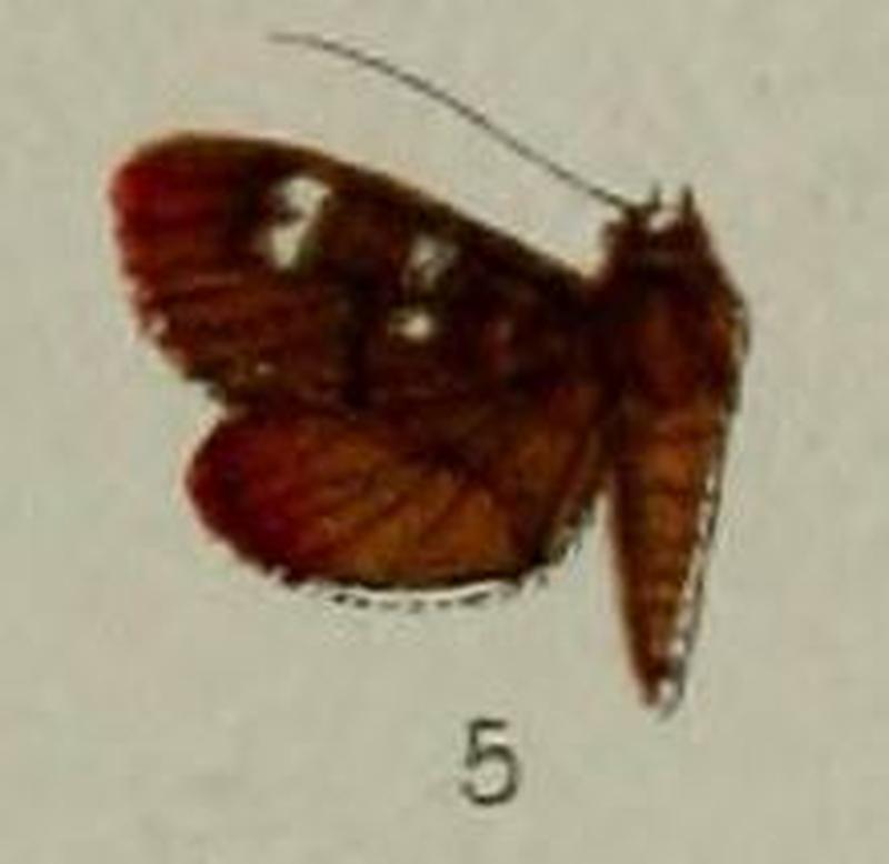 05-Tabidia truncatalis Hampson, 1898