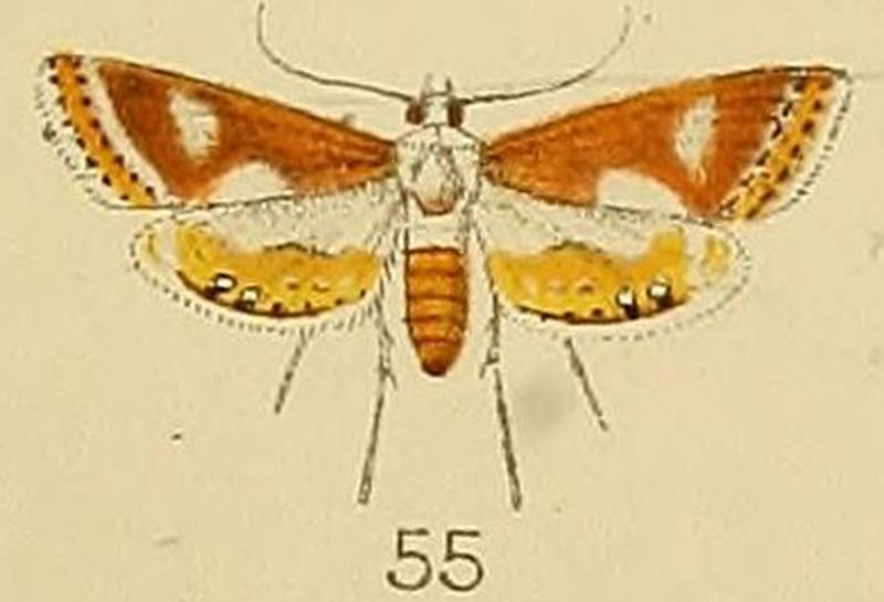 055-Aulacodes lunalis Kenrick, 1907