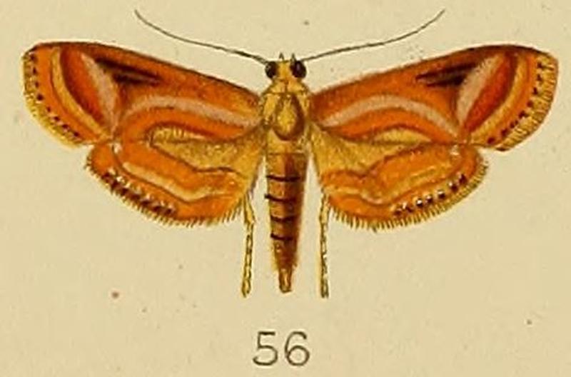 056-Aulacodes purpurealis Kenrick, 1907