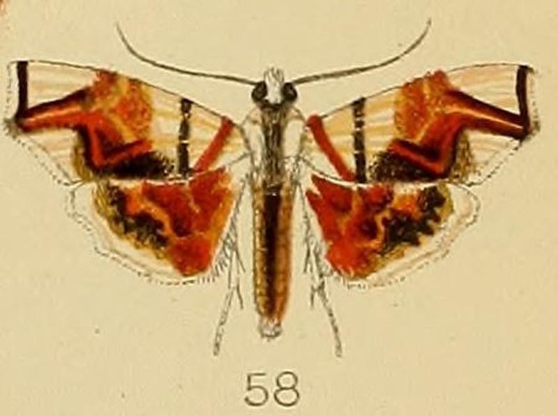 058-Parthenodes rectangulalis Kenrick, 1907