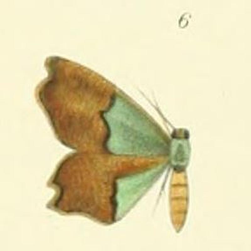 06-Bathycolpodes semigrisea Warren, 1897