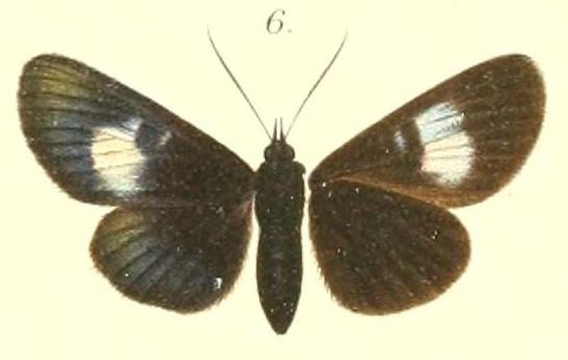 06-Burgena amoena Rothschild, 1896