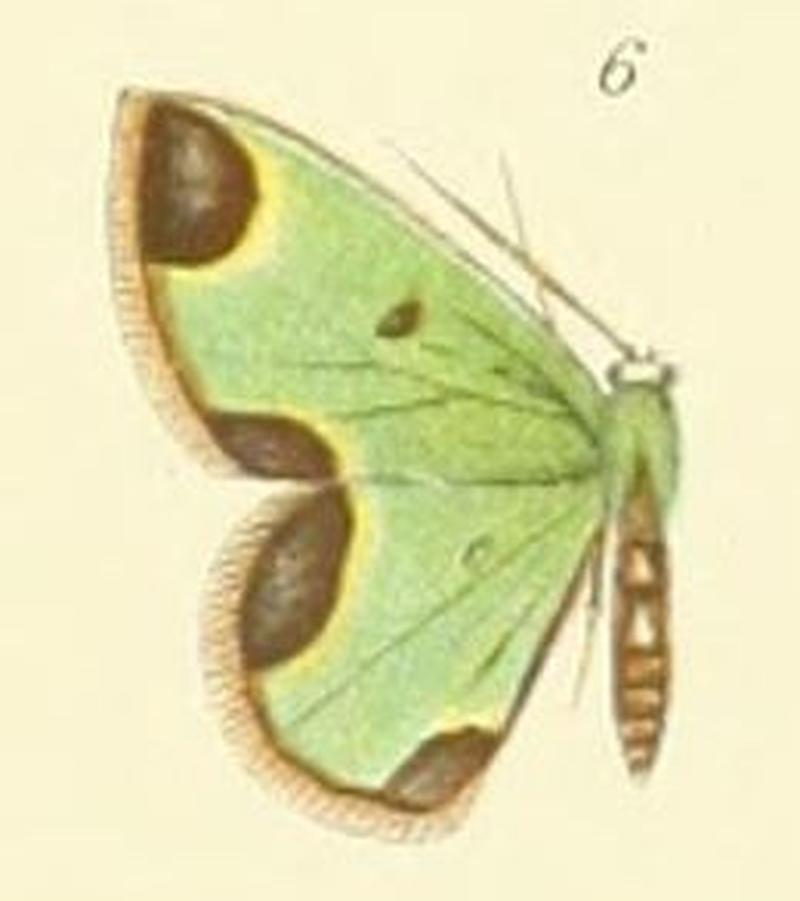 06-Chavarriella psittacina (Prout 1910)