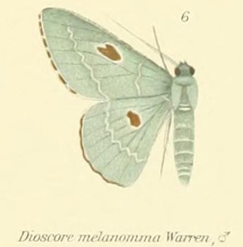 06-Dioscore melanomma Warren