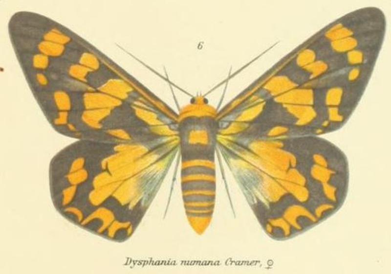 06-Dysphania numana