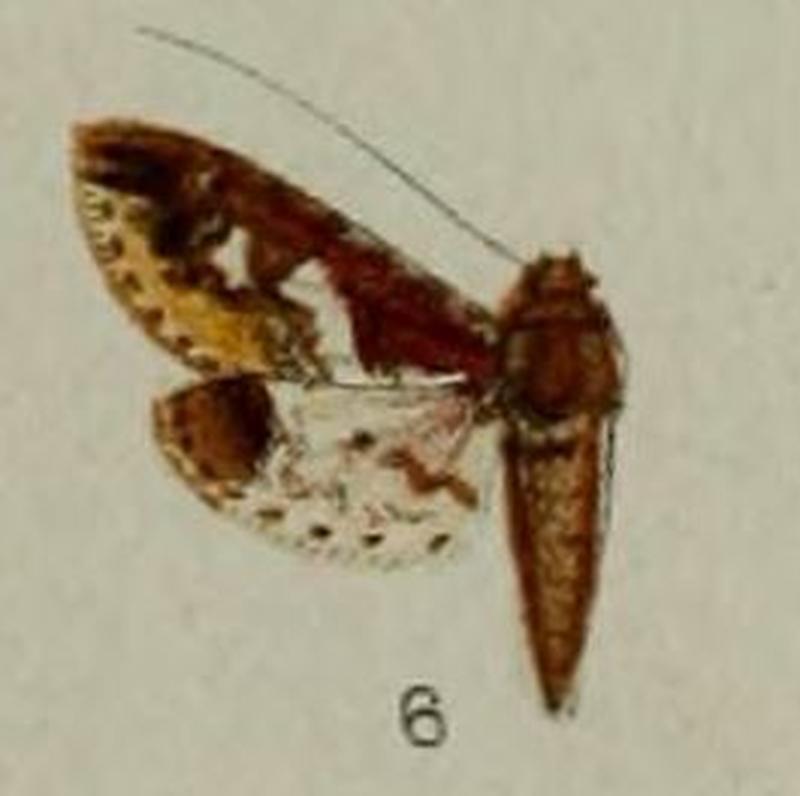 06-Eurrhyparodes syllepidia Hampson 1898