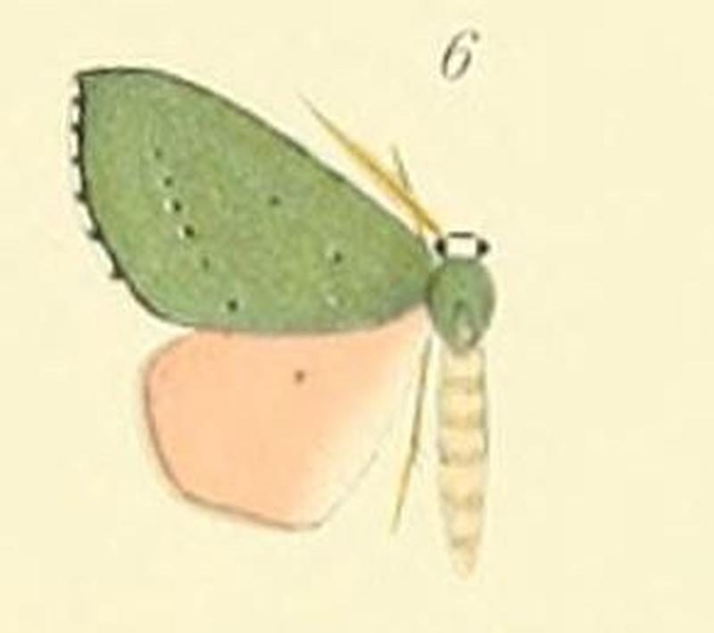 06-Lasiochlora bicolor (Thierry-Mieg, 1907)