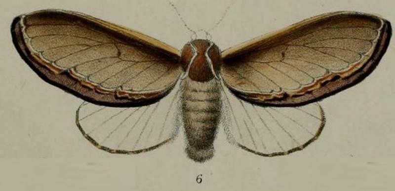 06-Megasoma vesta=Selena vesta (Druce, 1887)