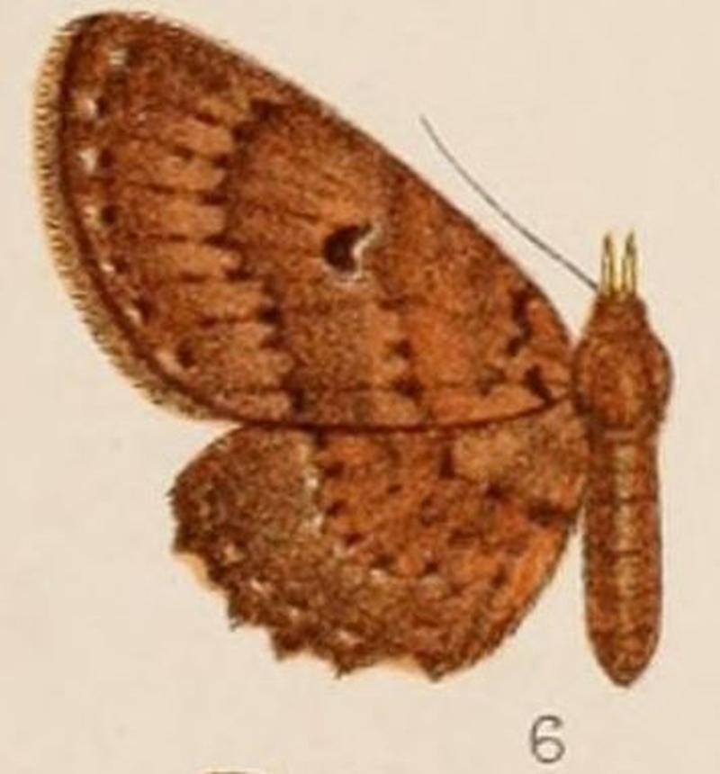 06-Phibalapteryx rufipalpis=Collix rufipalpis (Hampson 1907)