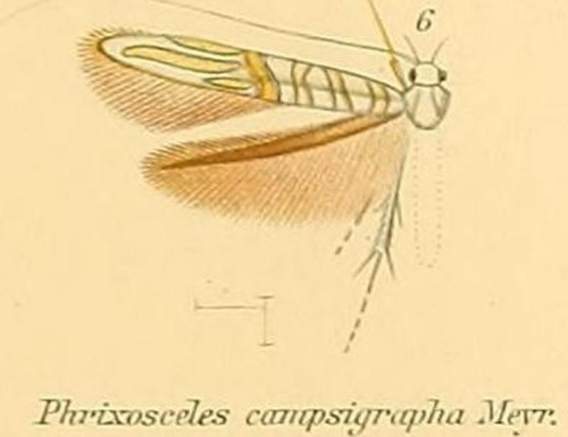06-Phrixosceles campsigrapapha