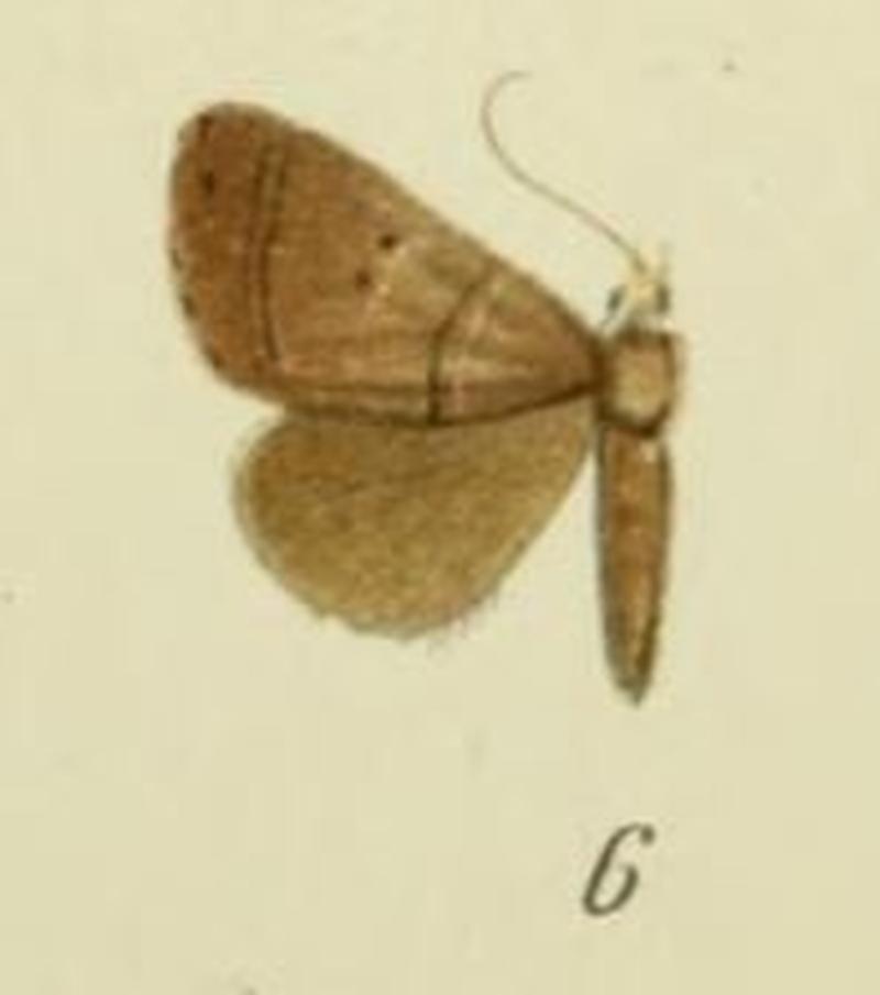 06-Plecoptera reussi Bryk, 1915