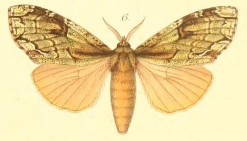 06-Pseudonotodonta virescens (Möschler, 1887)