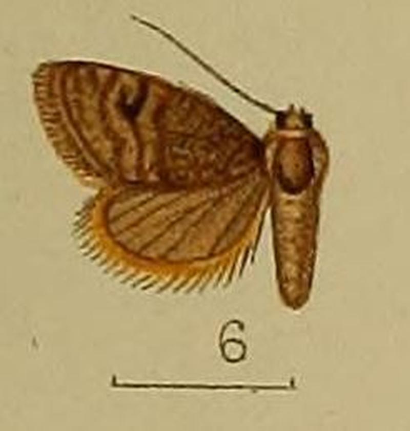 06-Roeselia pallidiceps=Meganola pallidiceps (Hampson, 1907)