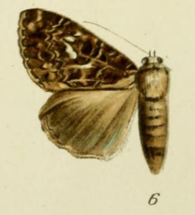 06-Tolna tetrhemicycla Strand, 1913