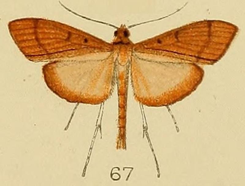 067-Dracaenura torridalis Kenrick, 1907