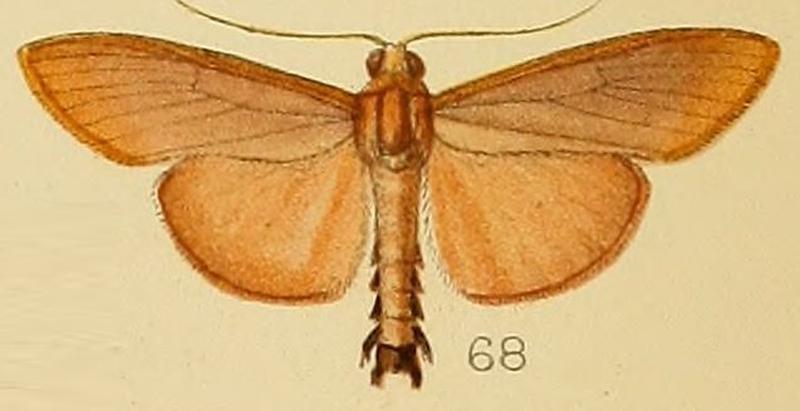 068-Caprinia unicoloralis (Kenrick, 1907)