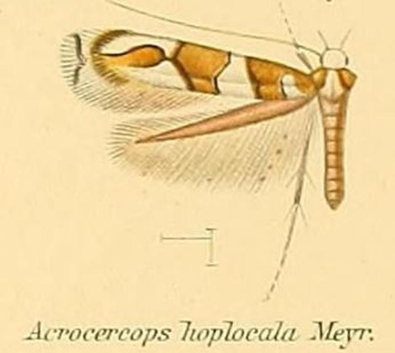 07-Acrocercops hoplocala (Meyrick, 1880)