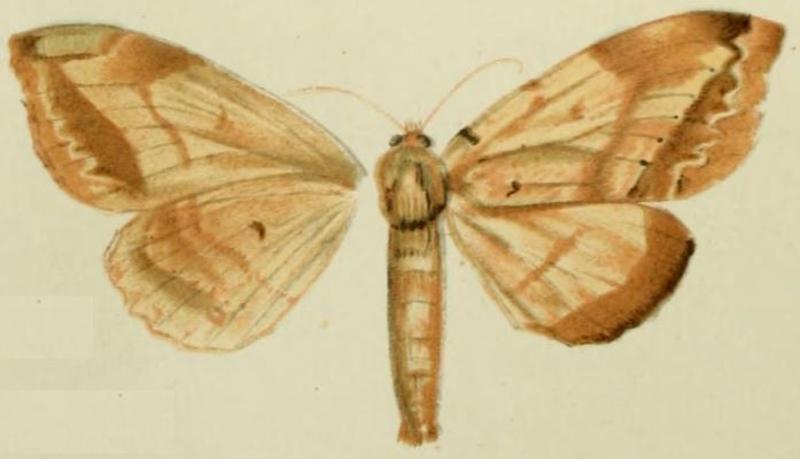 07-Alatanadata latipennis Strand, 1912