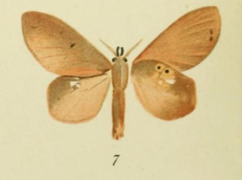 07-Estigena africana Holland, 1893 (Tauscheria muskovit)