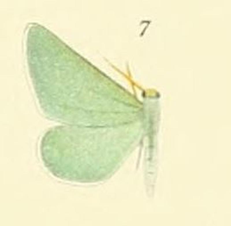 07-Hierochthonia alexandraria Prout, 1912