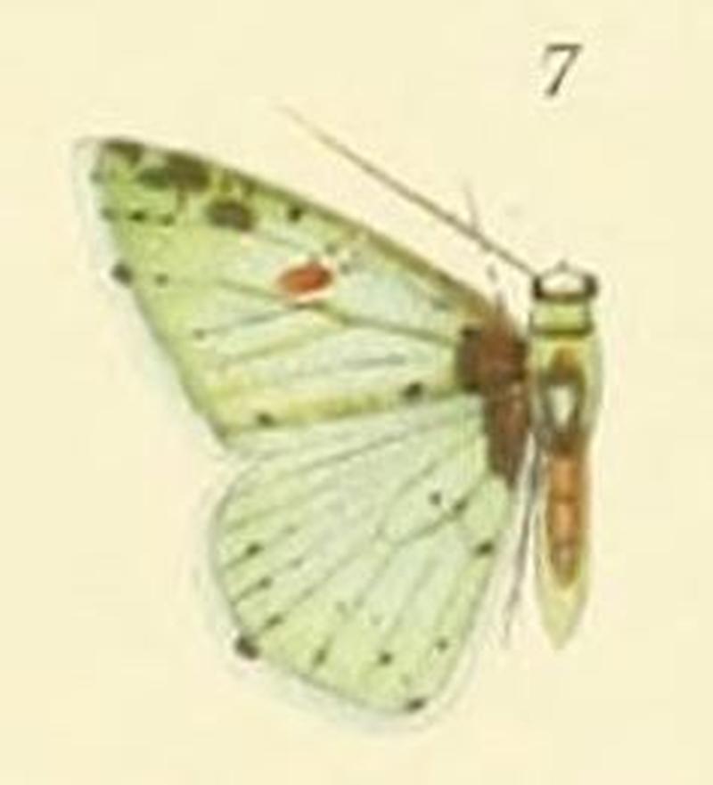 07-Lissochlora rufipicta (Prout 1910)