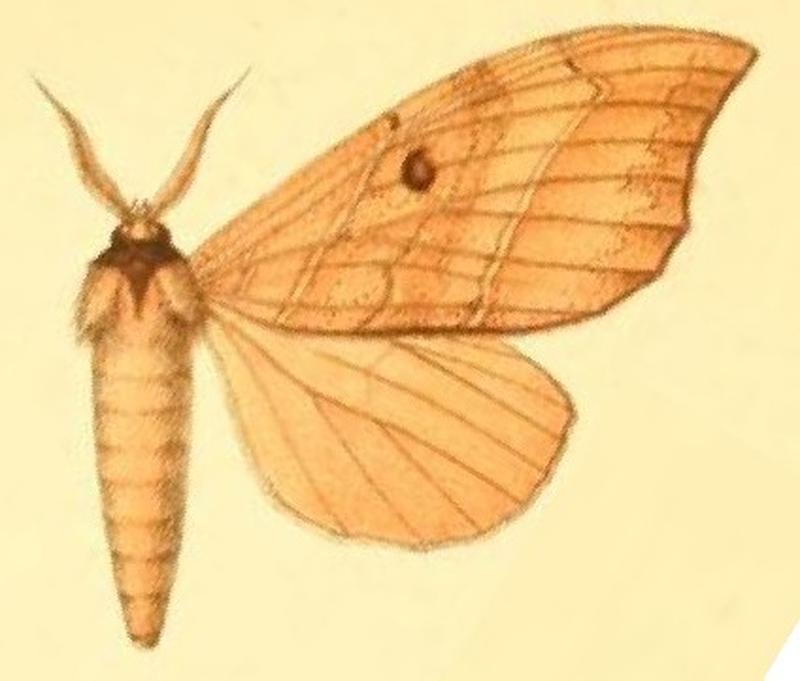 07-Macronadata collaris Möschler, 1887
