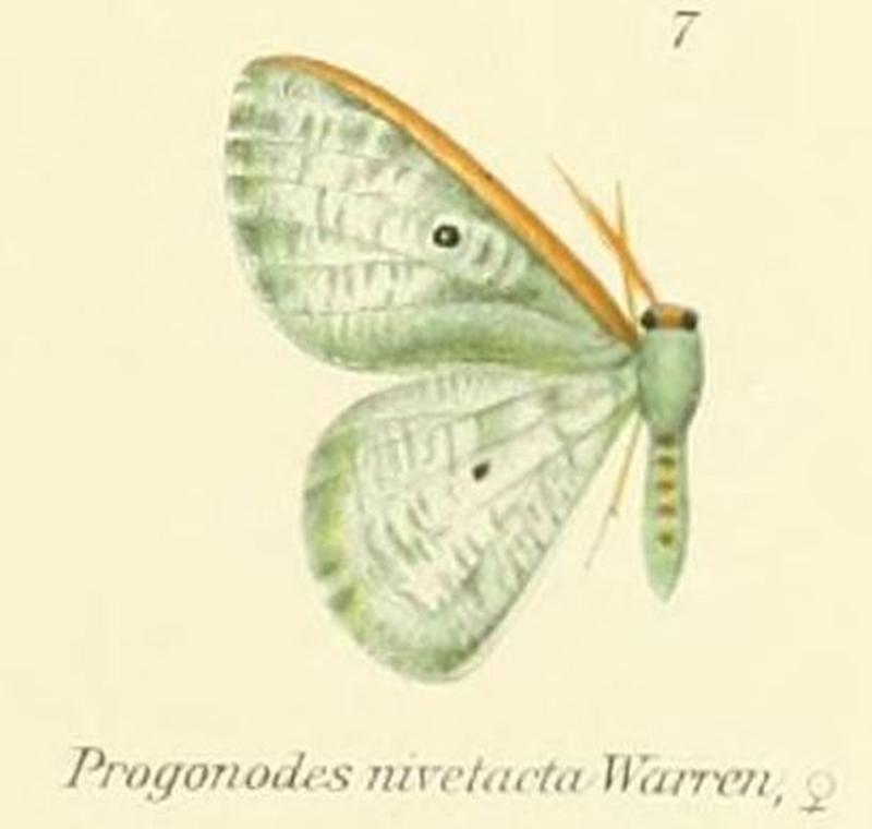 07-Oospila nivetacta (Warren 1906)