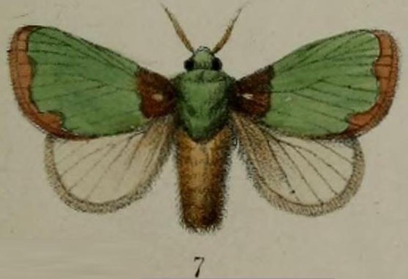 07-Parasa urda Druce, 1887