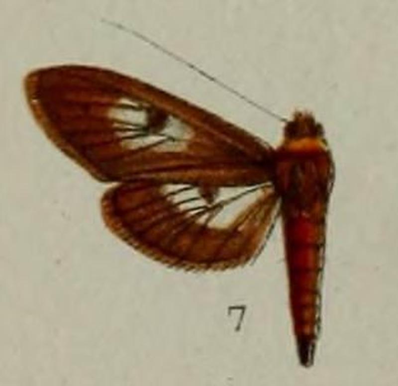 07-Piletosoma ignidorsalis Hampson 1898 (Peru)