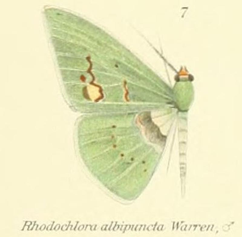 07-Rhodochlora albipuncta Warren