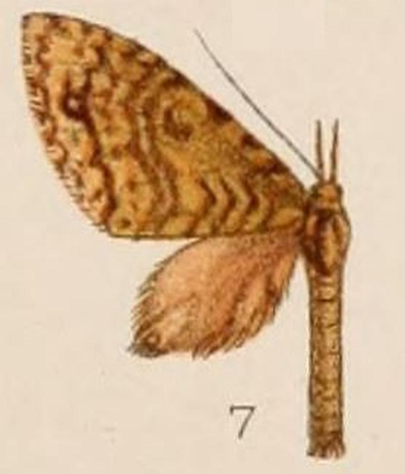 07-Sauris metaphaea=Sauris proboscidaria Walker 1862