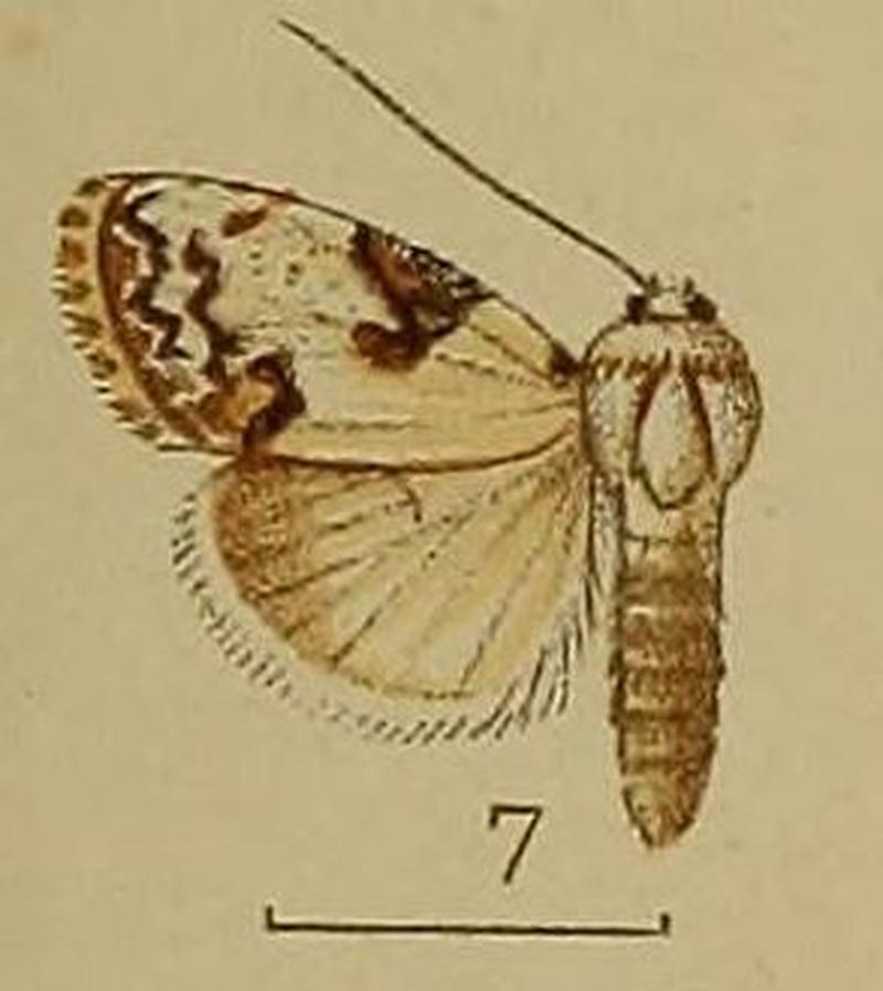 07-Zia ectrocta=Calonola ectrocta (Hampson, 1907)
