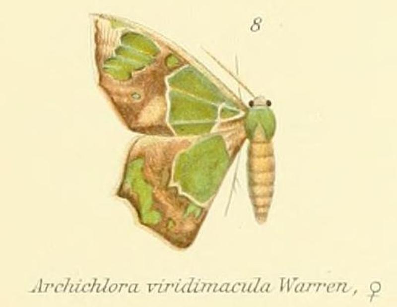 08-Archichlora viridimacula Warren, 1898