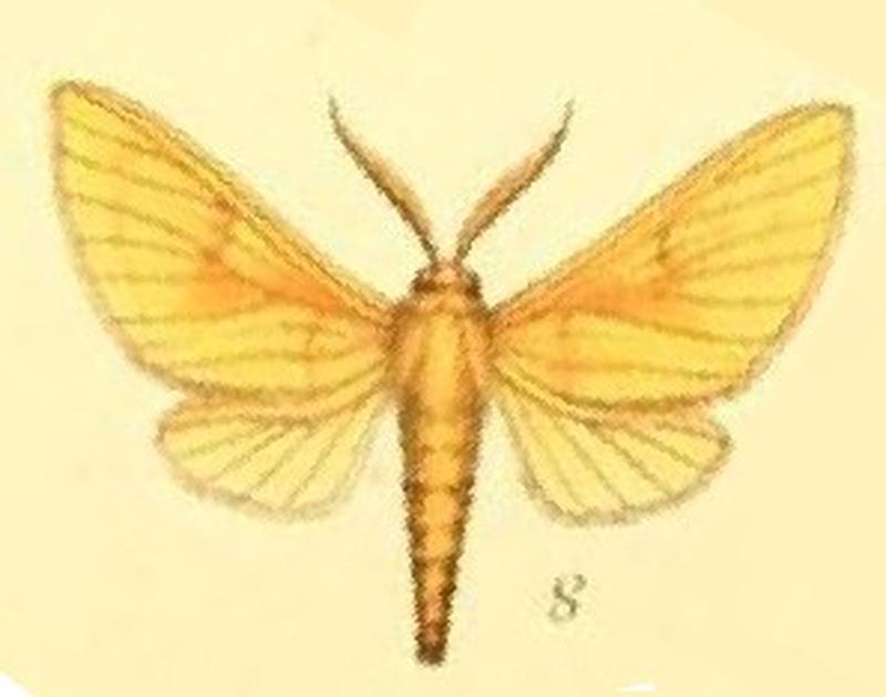 08-Automolis subulva (Mabille, 1884) (Automolis syntomia)