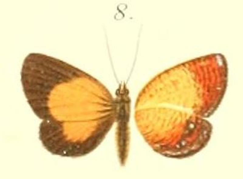 08-Cleis miokensis=Callidula miokensis (Pagenstecher, 1884)