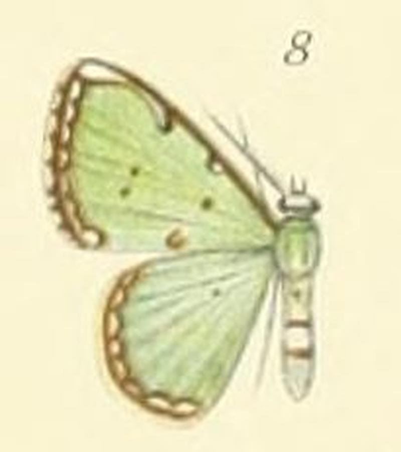 08-Comostolodes albicatena Warren, 1896