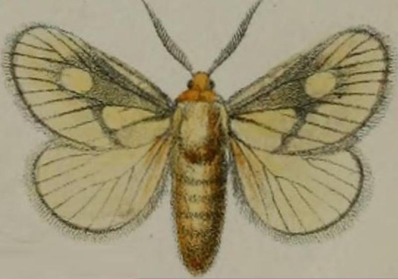 08-Cosuma polana Druce, 1887