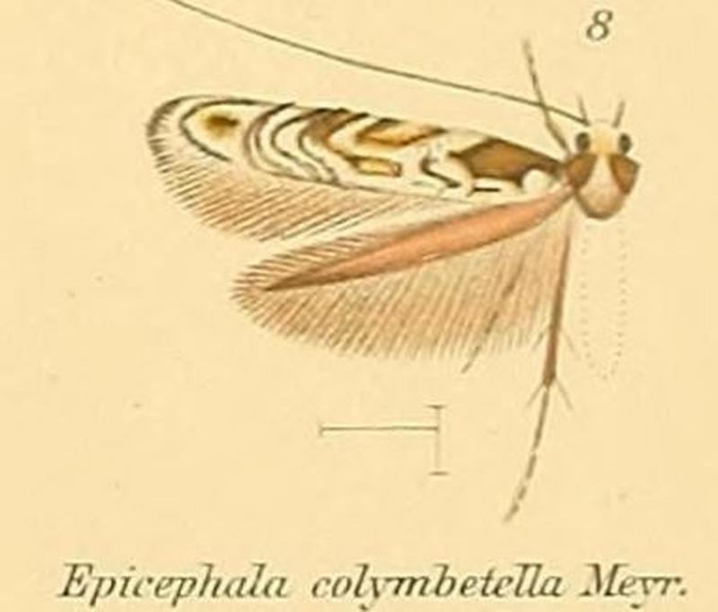 08-Epicephala colymbetella Turner, 1947