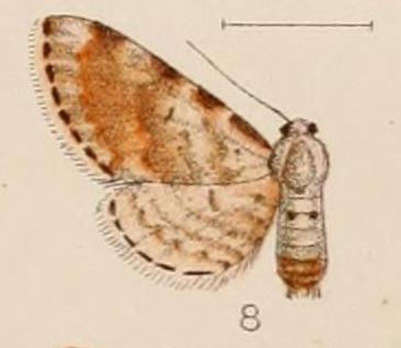 08-Eupithecia albifurva Hampson, 1907