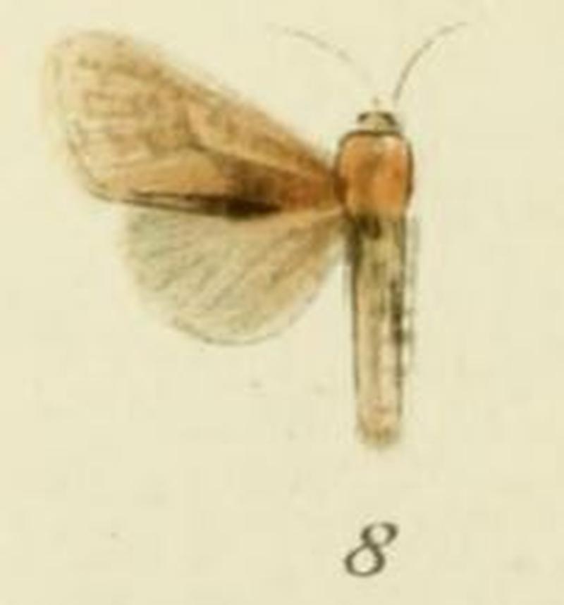 08-Holcoceroides ferrugineotincta Strand, 1913