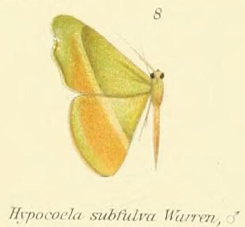 08-Hypocoela subfulva Warren, 1897