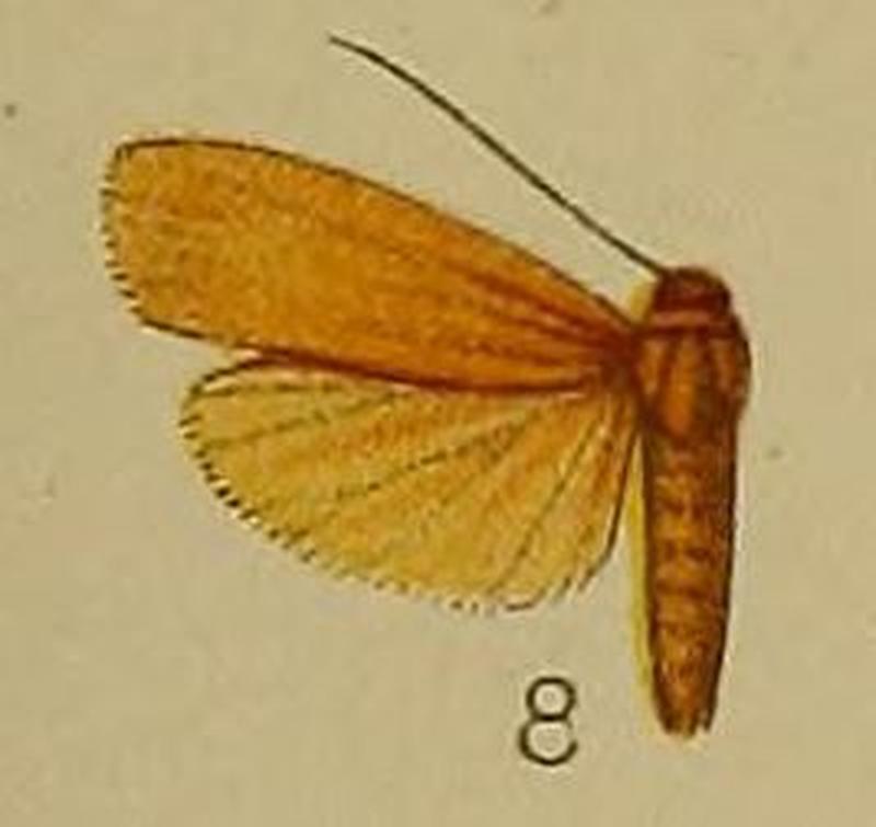 08-Ilema atrifons=Brunia antica (Walker 1854)