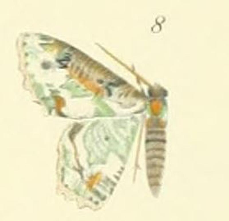 08-Lophomachia picturata Hampson